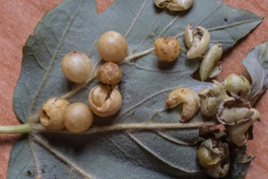 İçinde böcek larvaları olan meşe safrası elması.