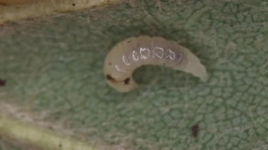 İçinde böcek larvaları olan meşe safrası elması.