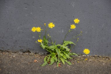 Yalnız çayır Pippau, sarı çiçeklerle duvarda yetişir.