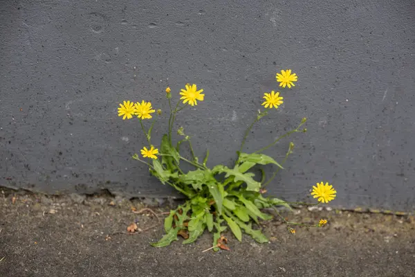 Yalnız çayır Pippau, sarı çiçeklerle duvarda yetişir.