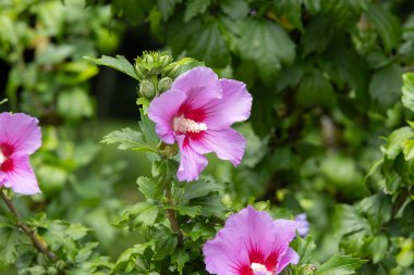 Kale parkındaki renkli çiçek çayırı. Yaklaş.