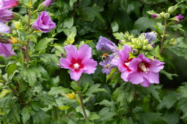 Kale parkındaki renkli çiçek çayırı. Yaklaş.