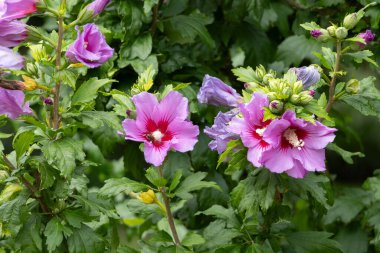 Kale parkındaki renkli çiçek çayırı. Yaklaş.