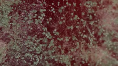 Mucor, mikroskop altında reçel üzerinde beyaz mantar iplikleri olan kafa kalıbı.