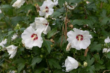 Botanik parkındaki renkli çiçek çayırı. Kapatın.