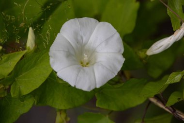 Çitin beyaz çiçekleri, çalı yeşili bitkilerle çevrili.