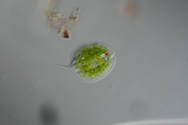 Mikroskop altında su damlalarındaki Phacus yosunları 100 x