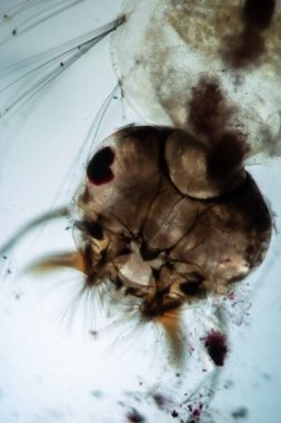 Sivrisinek larvası mikroskobun altında 50 kat fazla yüzer.