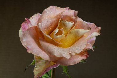 Çiçek açan kırmızı sarı gül. Yakın çekim.