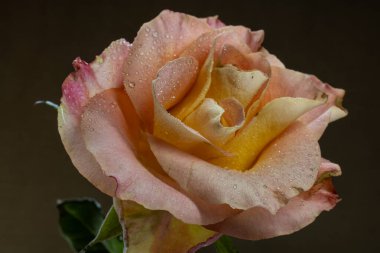 Çiçek açan kırmızı sarı gül. Yakın çekim.