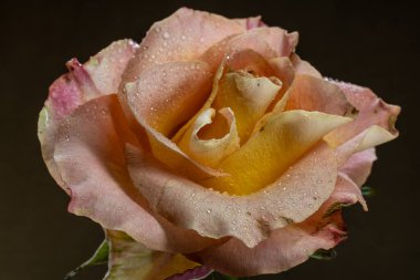 Çiçek açan kırmızı sarı gül. Yakın çekim.