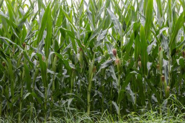 Olgun bitkilerle mısır tarlası