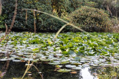 Pond overgrown with water lilies in the park