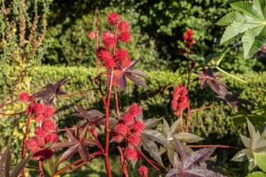 bear grape plant as a pharmaceutical plant in garden