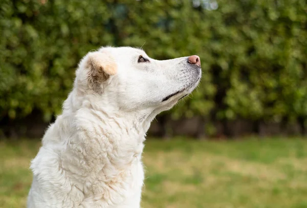 Portret Profiel Van Jonge Witte Maremma Sheepdog Kijkend Tuin — Stockfoto
