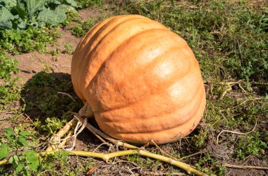 Bahçedeki toprakta büyük portakal kabağı.