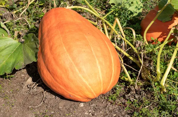 Big Orange pumpkin in the garden on the soil.