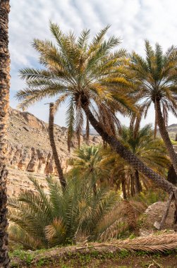 Umman Sultanlığı 'nın kuzeyinde Misfah al Abriyin veya Misfat Al Abriyeen köyündeki palmiye ağaçları vahası..