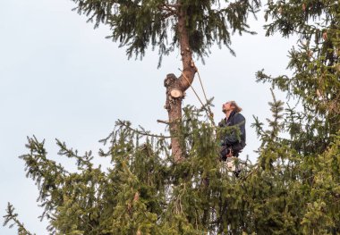 Ağaç Cerrahı, emniyet kemeri ve iplerle çam ağacının tepesini kesiyor..
