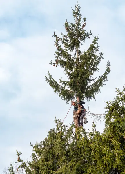 Tree Surgeon cutting the top of a pine tree using a chainsaw with a safety harness and ropes.