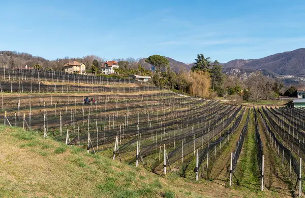 Landschap Van Het Dorp Ligornetto District Mendrisio Ticino Zwitserland — Stockfoto