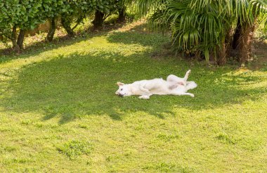 Maremma çoban köpeği bahçedeki çimlerin üzerinde dinleniyor..