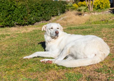 Maremma Çoban Köpeği sıcak, güneşli bir sonbahar gününde bahçede uzanıyor..