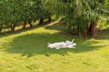 Maremma çoban köpeği bahçedeki çimlerin gölgesinde dinleniyor..