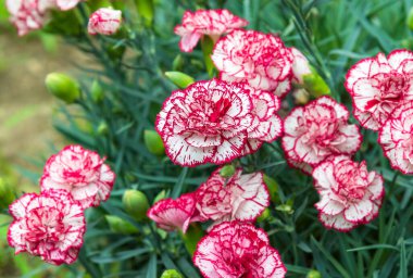 Bir buket pembe ve beyaz Dianthus caryophyllus çiçeği.