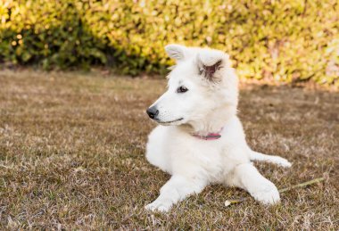 Bir İsviçreli çoban köpeği sonbahar bahçesinde çimlerin üzerinde yatıyor..