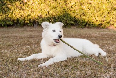 Bir İsviçreli çoban köpeği sonbahar bahçesinde çimlerin üzerinde sopayla oynuyor..