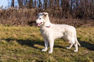 Bir İsviçre çoban köpeği sonbahar bahçesindeki çimlerin üzerinde duruyor..