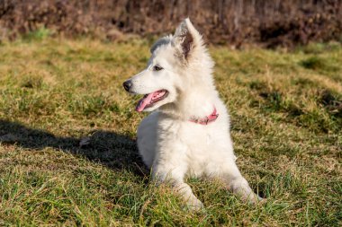 Bir İsviçreli çoban köpeği sonbahar bahçesinde çimlerin üzerinde yatıyor..