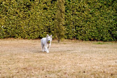 Bir İsviçreli çoban köpeği sonbahar bahçesinde bir topla oynuyor..