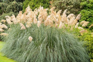 Isola Madre, Stresa, Verbania, İtalya 'nın botanik bahçesindeki otlar.