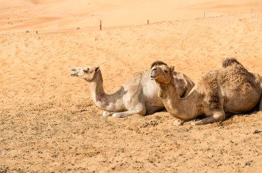 Umman 'daki Wahiba Çölü' nün kumlarında dinlenen iki Orta Doğu devesi..
