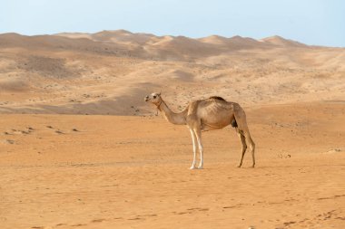 Wahiba Çölü 'nde Orta Doğu devesi, Umman..