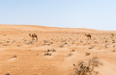 Umman 'ın Wahiba Kumları' nda Orta Doğu develerini barındıran çöl manzarası..
