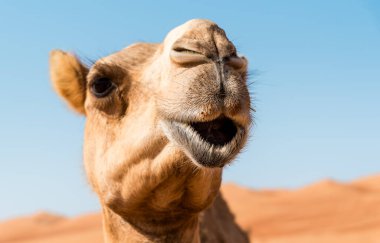 Umman 'ın Wahiba Kumları' ndaki Orta Doğu devesinin yüzü..