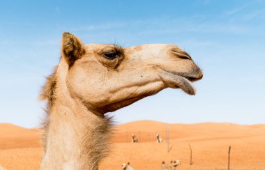 Umman 'ın Wahiba Kumları' ndaki Orta Doğu devesinin yüzü..