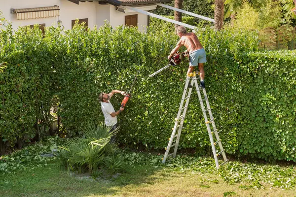 Profesyonel bahçıvanlar sonbahar bahçe bakımı sırasında çit buduyor..