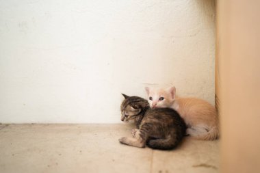Yeni doğmuş kedi odanın köşesinde.
