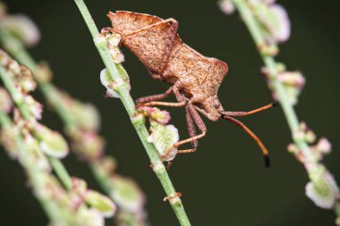 Hned chrobk v zhrade