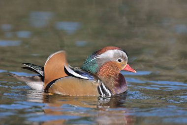 Mandarin duck in a park in Paris, Ile de France, France.