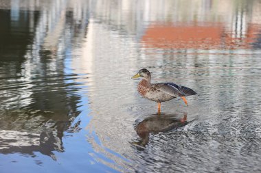 Mallard duck in a park in Paris, Ile de France, France.