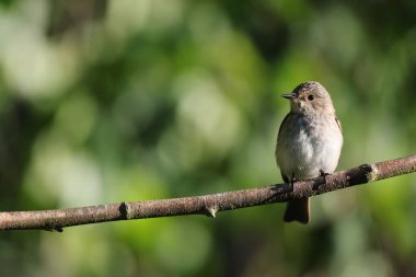Benekli sinekkapan (Muscicapa striata) dal.