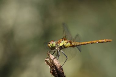 Yusufçuk, altın sarısı semptom ya da sempetrom flaveola, bir bitkinin üzerinde..