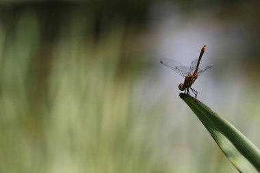 Bir bitkinin üzerinde kan kırmızısı sempetrum (Sympetrum sanguineum).