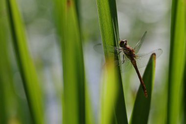 Yusufçuk, altın sarısı semptom ya da sempetrom flaveola, bir bitkinin üzerinde..