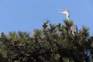 Gray heron in a park in Paris, Ile de France, France.